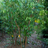 Ceylon Cinnamon or "True Cinnamon" - NEW Harvest