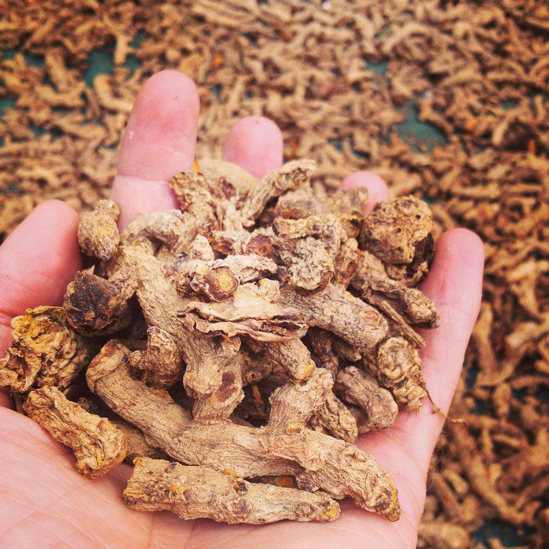 600 Reasons Turmeric May Be The World's Most Important Herb