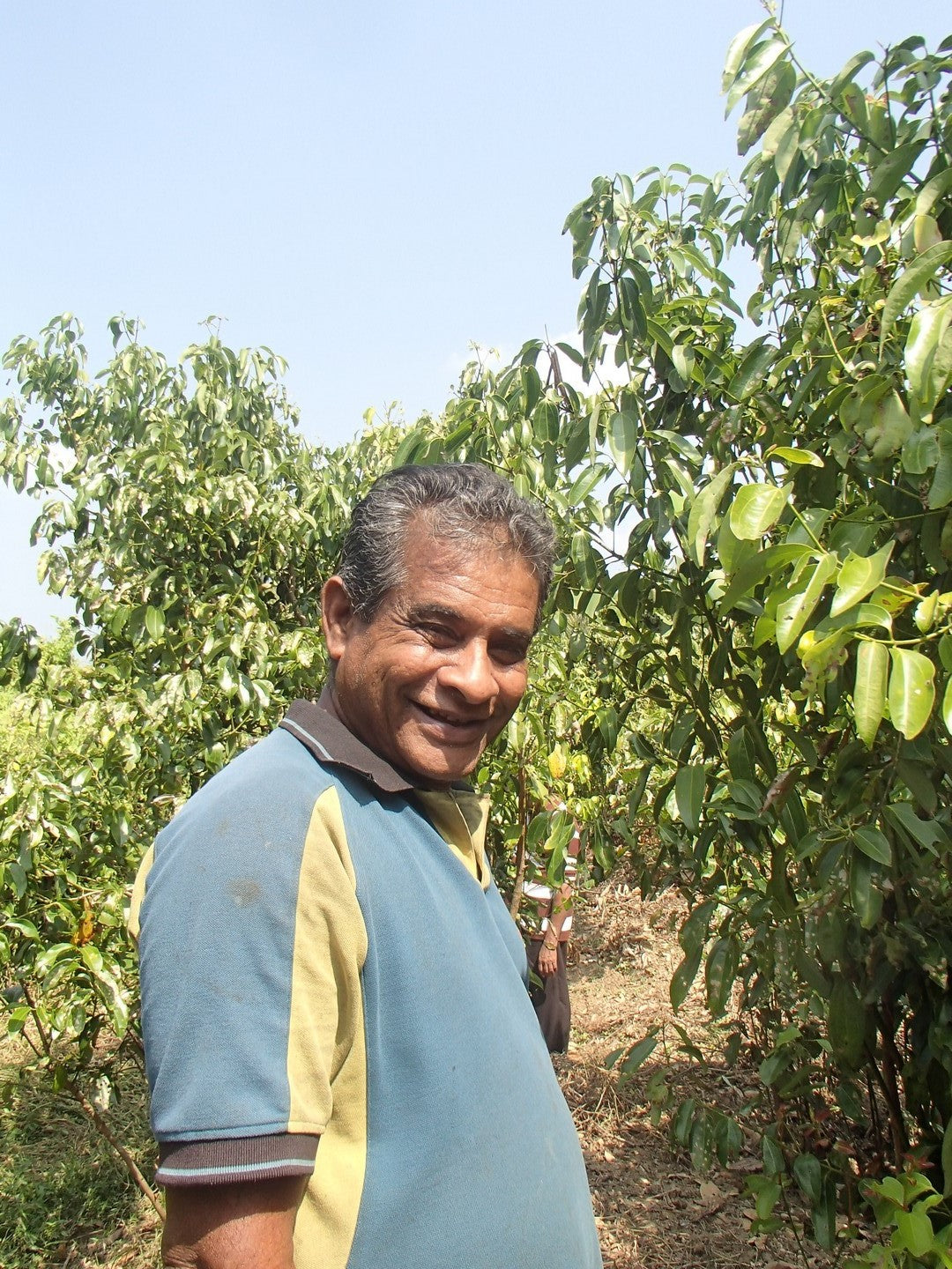 Ceylon Cinnamon - New Harvest