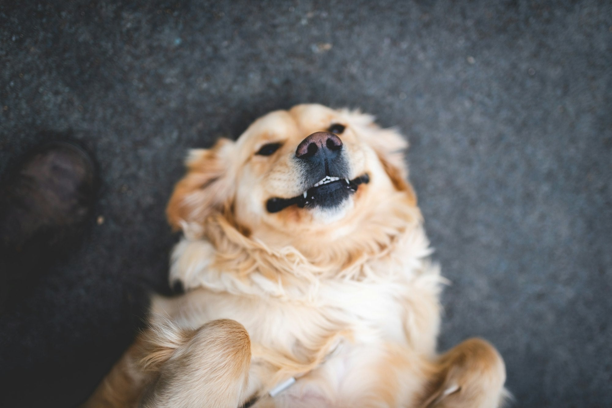 Happy dog enjoying the outdoors