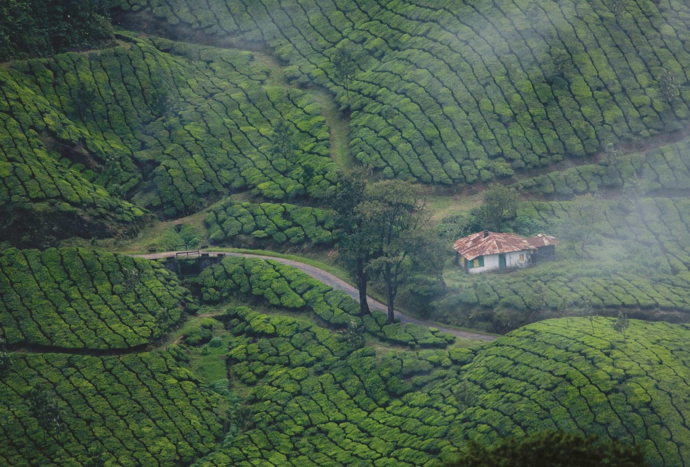 Aerial view of the green hills of Munnar, Kerala, India