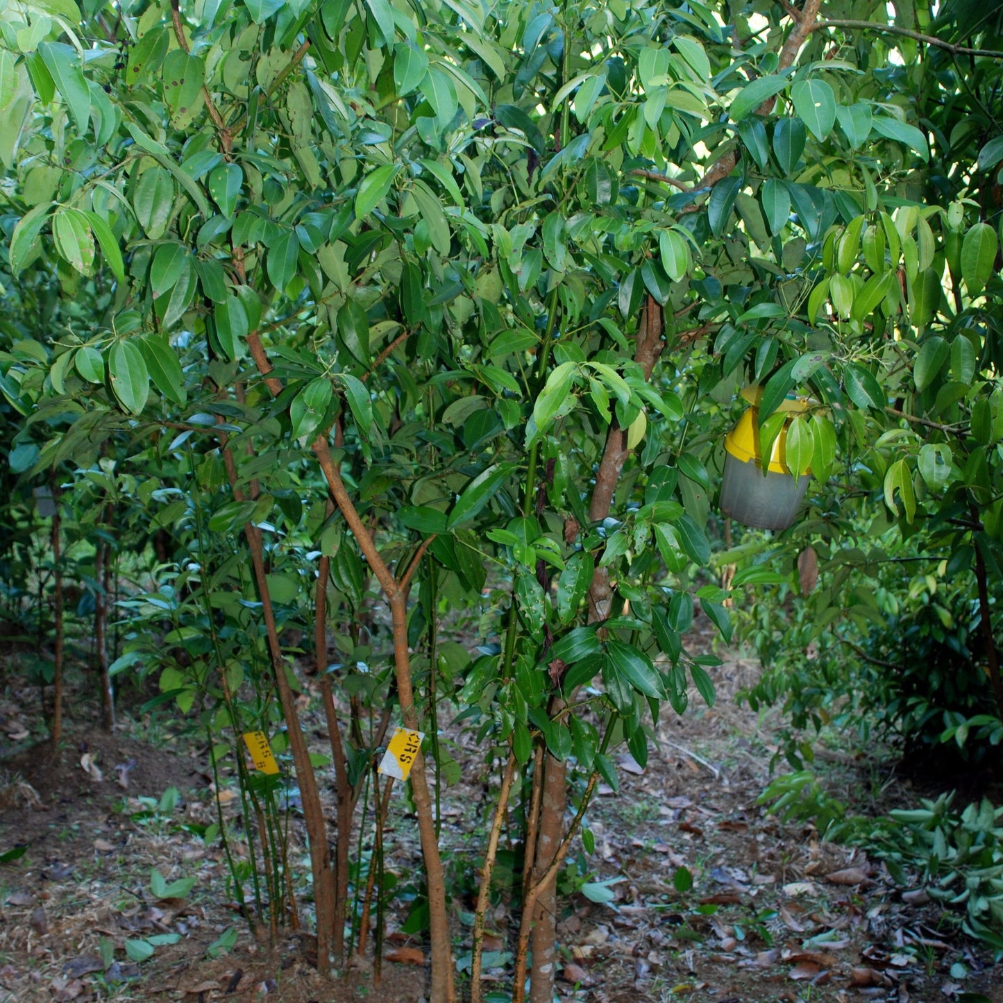 
                  
                    Ceylon Cinnamon or "True Cinnamon"
                  
                