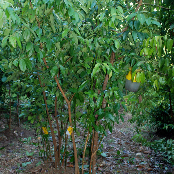 Ceylon Cinnamon or "True Cinnamon" - NEW Harvest