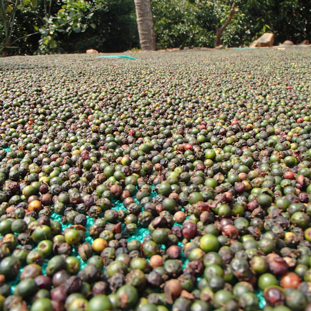 Organic Black Pepper drying naturally in the sun