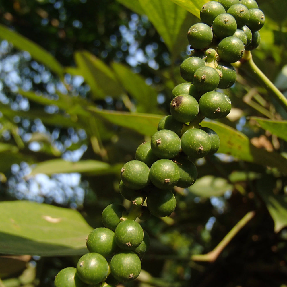 Lichfields Whole Black Peppercorns 200g Salt, Herbs, Spices Catering - British Hypermarket-uk Lichfields
