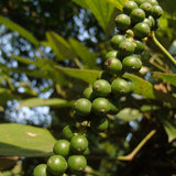 Organic Pepper on the vine - these immature green pepper berries will soon be harvested for making black pepper