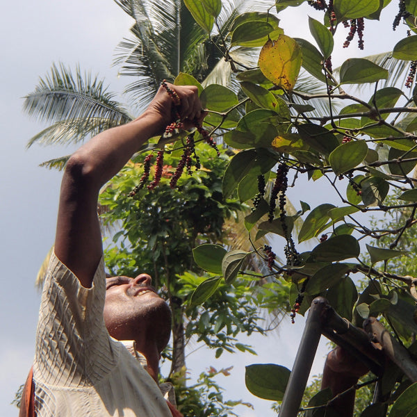 Babu, one of our pepper farmers in Idukki, picking pepper by hand from the vine