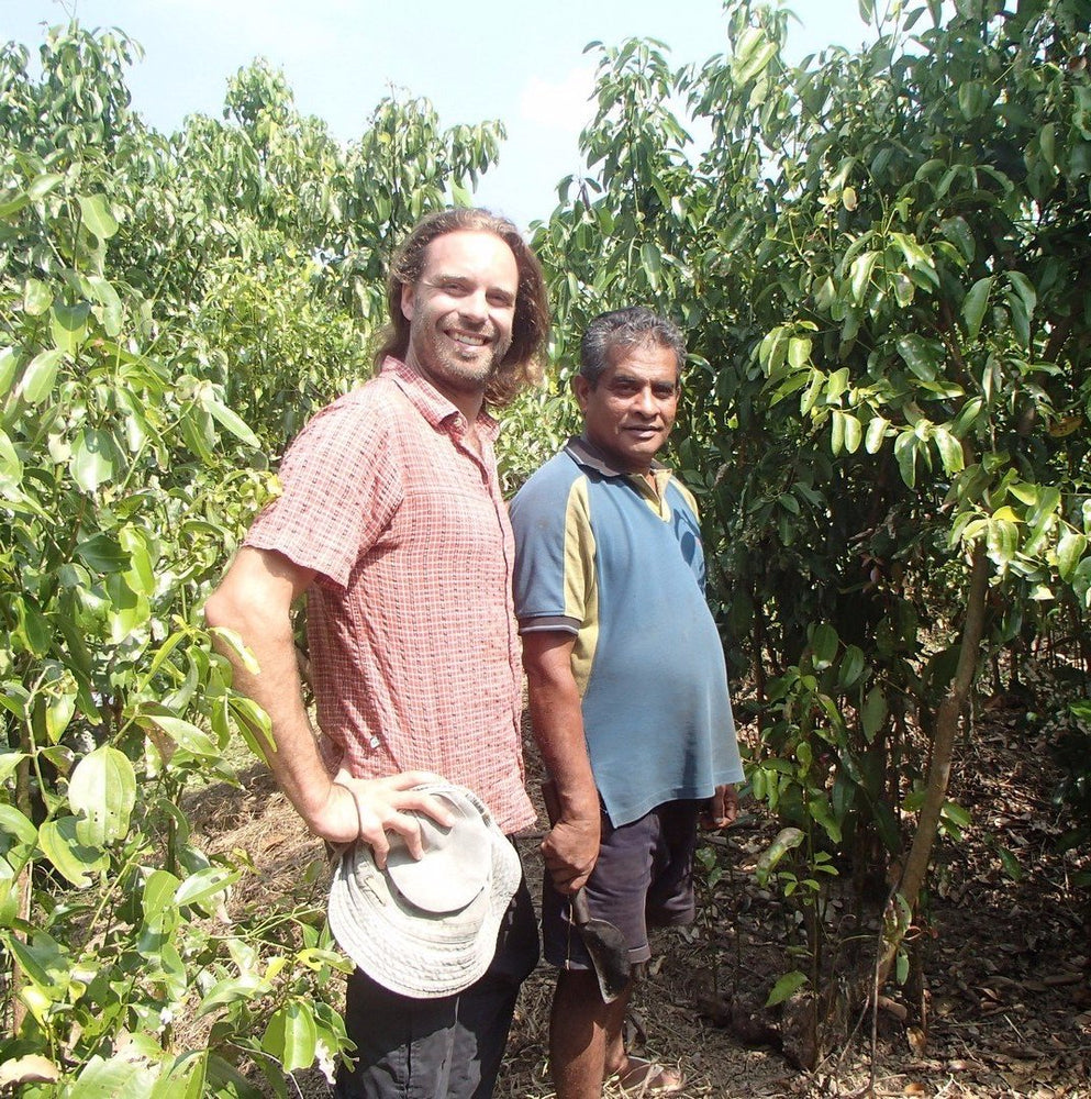 
                  
                    Ceylon Cinnamon or "True Cinnamon"
                  
                