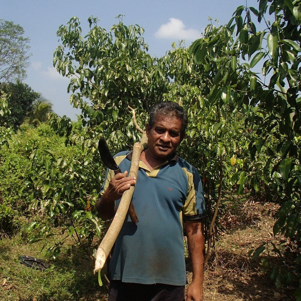 
                  
                    Ceylon Cinnamon or "True Cinnamon"
                  
                