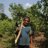 Ceylon Cinnamon or "True Cinnamon" - NEW Harvest